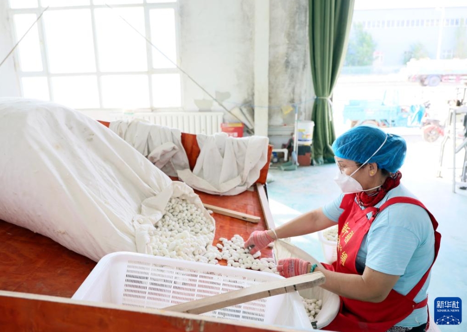 新疆絲錦絲綢紡織有限公司の生産工場で、繭を選別する作業(yè)員（7月29日撮影?蘭紅光）