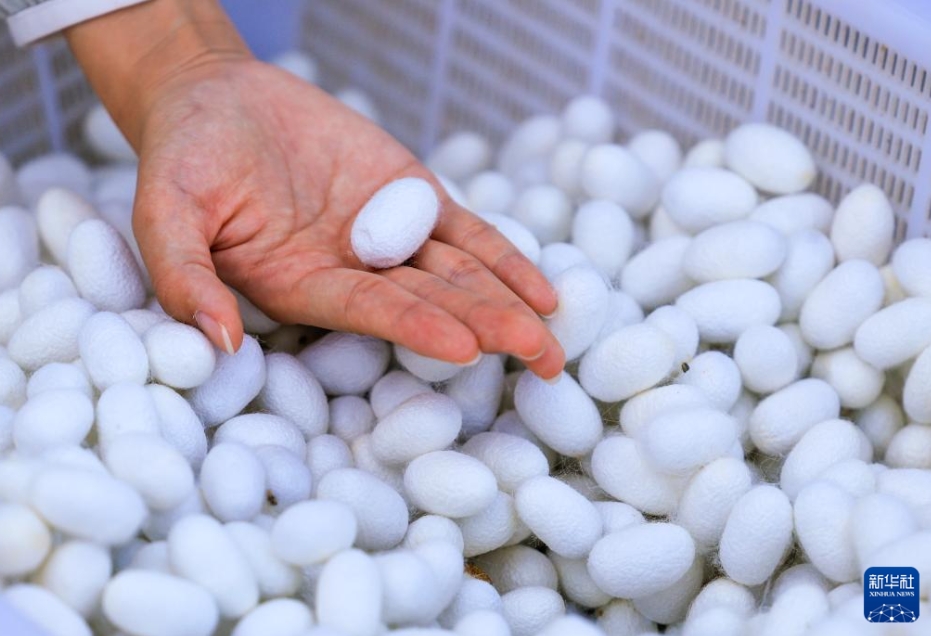 養(yǎng)蠶業(yè)で新たな「シルクロード」を開拓　新疆?烏蘇