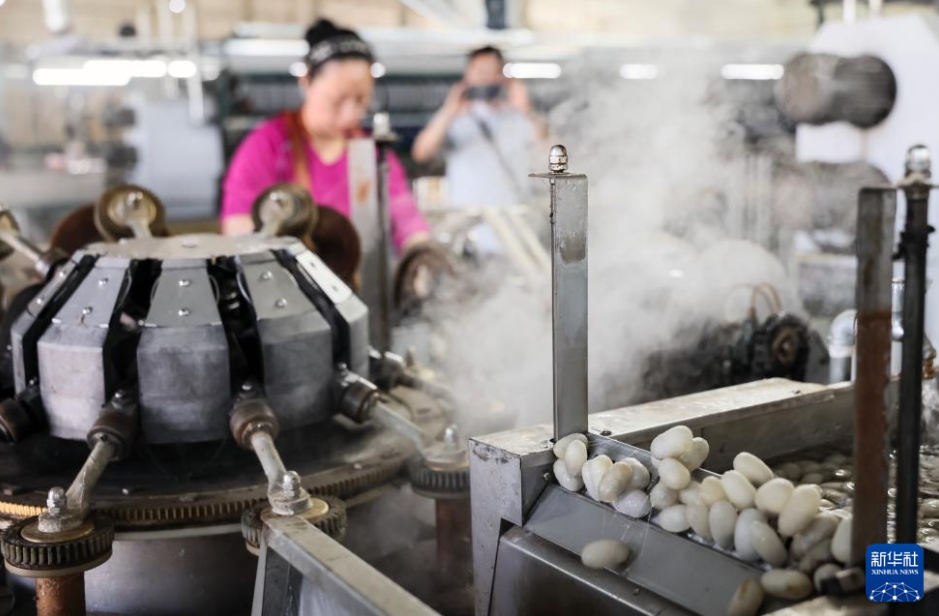 養(yǎng)蠶業(yè)で新たな「シルクロード」を開拓　新疆?烏蘇