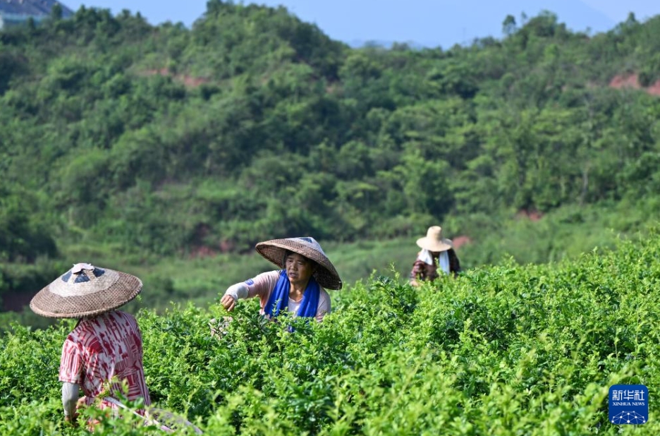 農(nóng)家の富裕化と産業(yè)振興に寄與する「藤茶」　湖北省來鳳