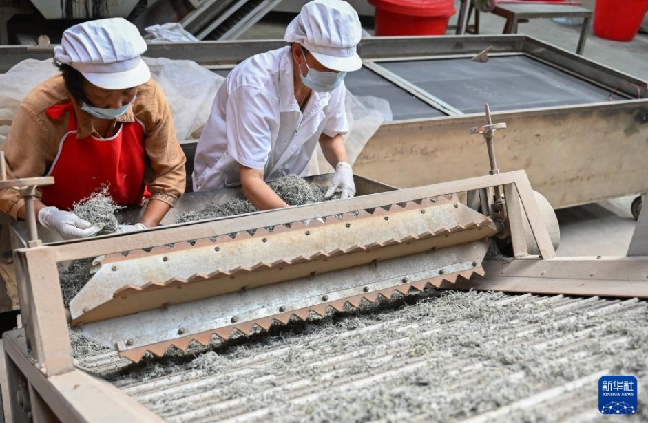 農(nóng)家の富?；犬b業(yè)振興に寄與する「藤茶」　湖北省來鳳