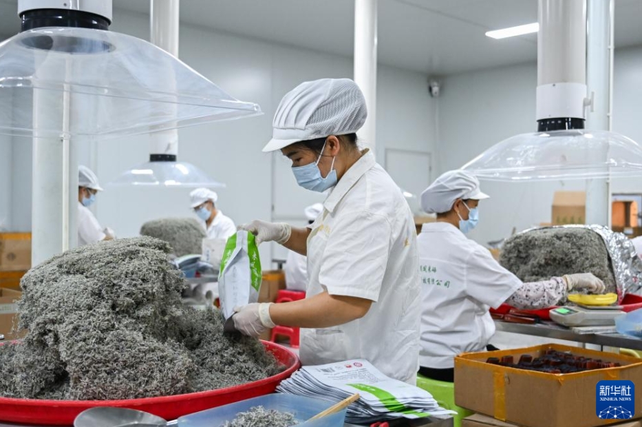 農(nóng)家の富?；犬b業(yè)振興に寄與する「藤茶」　湖北省來鳳