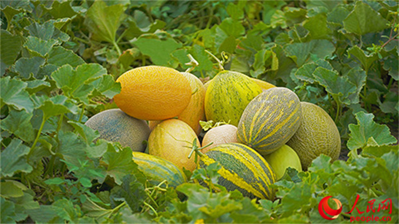 食べごろを迎えたハミウリ。（撮影?李欣洋）