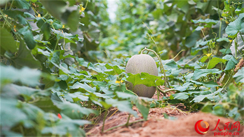 食べごろを迎えたハミウリ。（撮影?李欣洋）