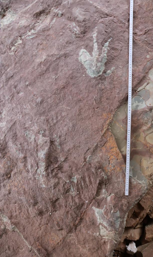 楠木山の恐竜足跡