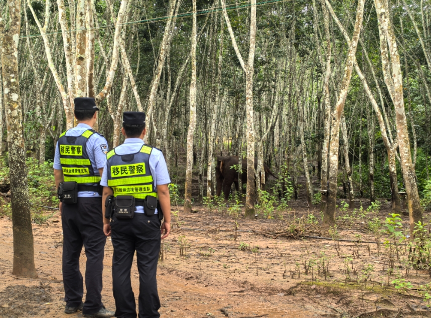 ドローンで43頭の野生アジアゾウを見守る雲(yún)南省の警察官