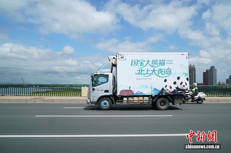 パンダの「芝士」と「芝麻」が成都から哈爾浜に引っ越し　黒竜江省