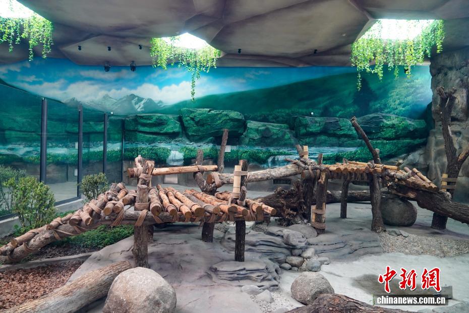 パンダの「芝士」と「芝麻」が成都から哈爾浜に引っ越し　黒竜江省