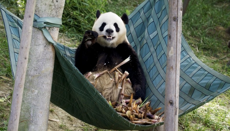 パンダの「芝士」と「芝麻」が成都から哈爾浜に引っ越し　黒竜江省