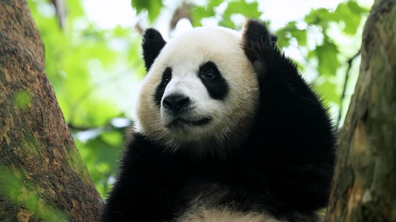 パンダの「芝士」と「芝麻」が成都から哈爾浜に引っ越し　黒竜江省