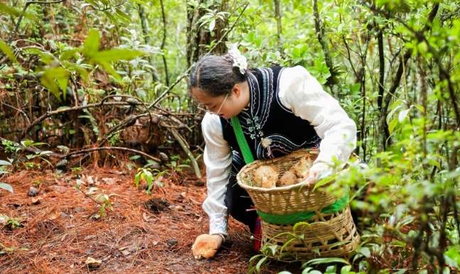 採集したキノコと記念寫真を撮る女性（寫真提供?南華県融合メディアセンター）。