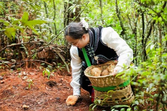 雲(yún)南で「野生キノコ採(cǎi)集者」が急増中　キノコ狩りが観光の目玉に