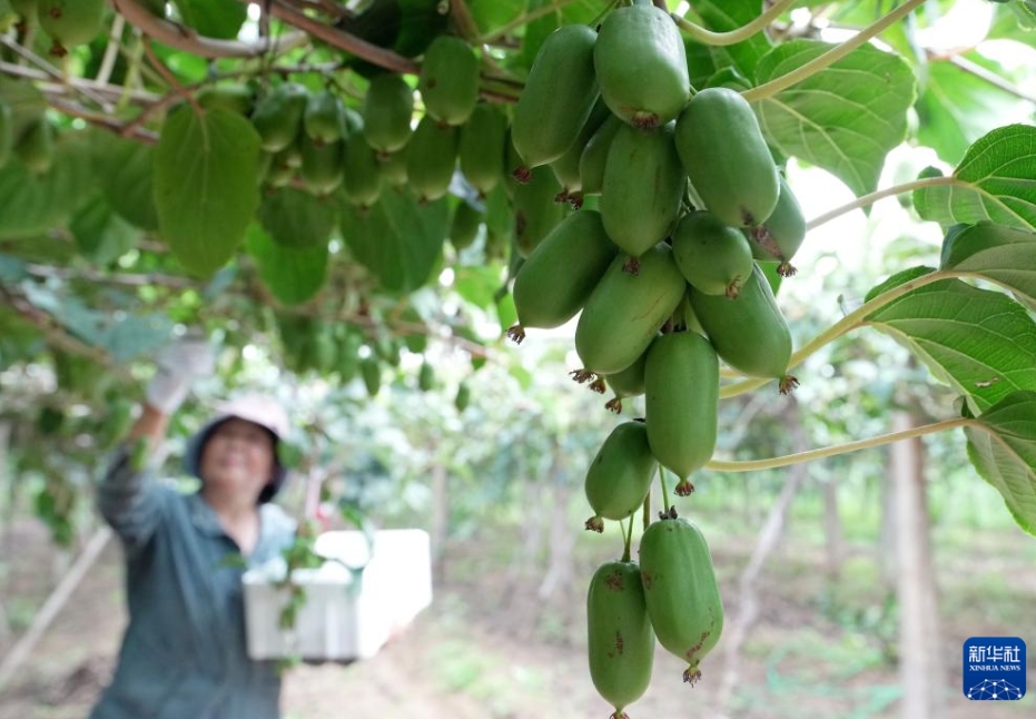農(nóng)村振興をバックアップする特色ある農(nóng)業(yè)　 河北省盧竜