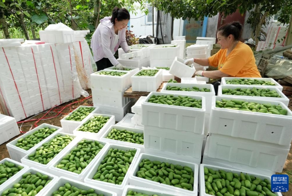 農(nóng)村振興をバックアップする特色ある農(nóng)業(yè)　 河北省盧竜