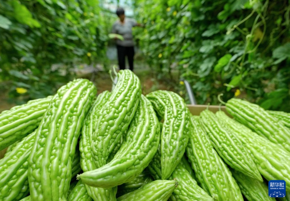 農(nóng)村振興をバックアップする特色ある農(nóng)業(yè)　 河北省盧竜