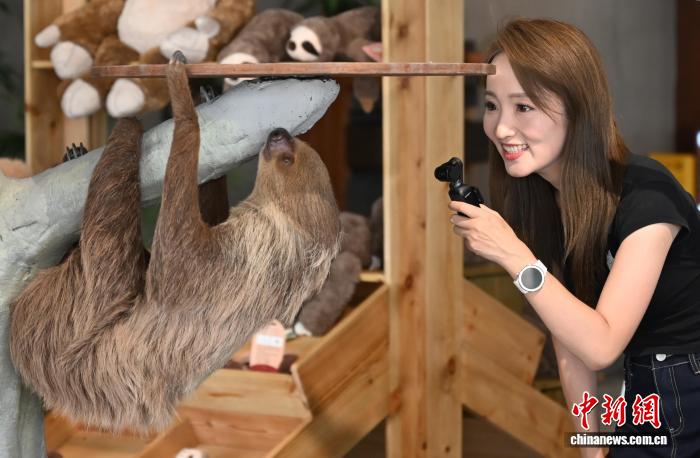 木からぶら下がるナマケモノを撮影する女性（8月15日撮影?王剛）。