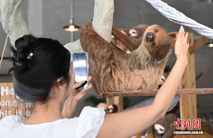 人気を集める「ナマケモノカフェ」　浙江省杭州市