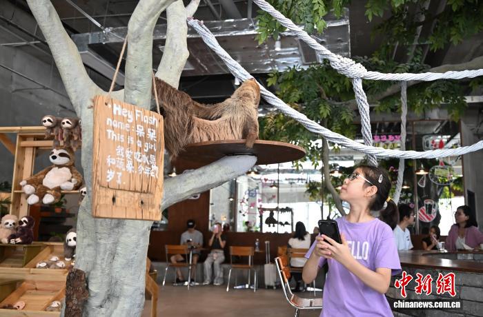 人気を集める「ナマケモノカフェ」　浙江省杭州市