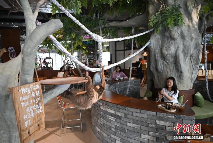 人気を集める「ナマケモノカフェ」　浙江省杭州市