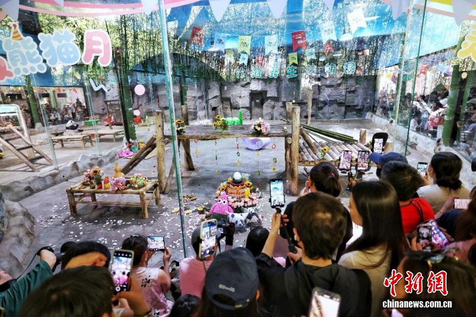 ジャイアントパンダの「霊巖」が8歳に　河南省洛陽(yáng)