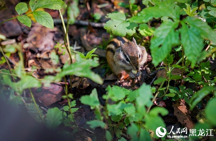 葉陰で木の実をほおばるリス。（撮影?蘇靖剛）