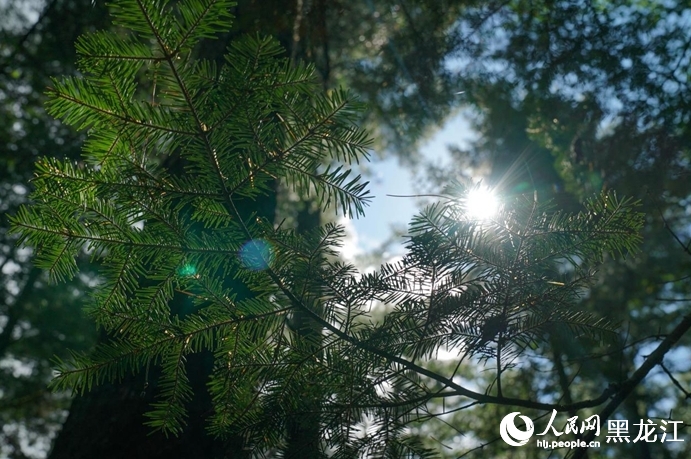 森林の中で大自然を堪能　黒竜江?上甘嶺渓水國家森林公園