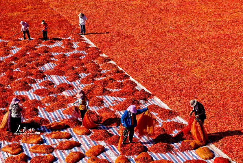 収穫したトウガラシを天日干しする農(nóng)家の人々。（撮影?劉勤利/寫真著作権は人民図片網(wǎng)所有のため転載禁止）。