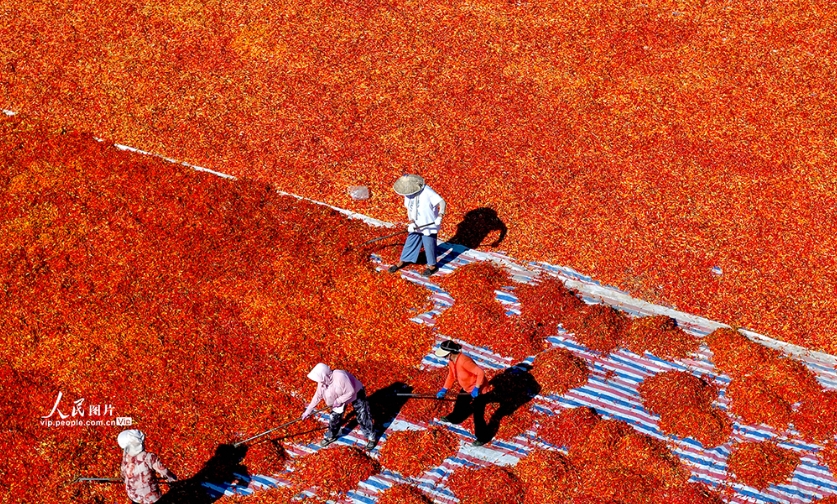 トウガラシの真っ赤な絨毯　安徽省亳州市