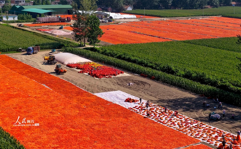 トウガラシの真っ赤な絨毯　安徽省亳州市
