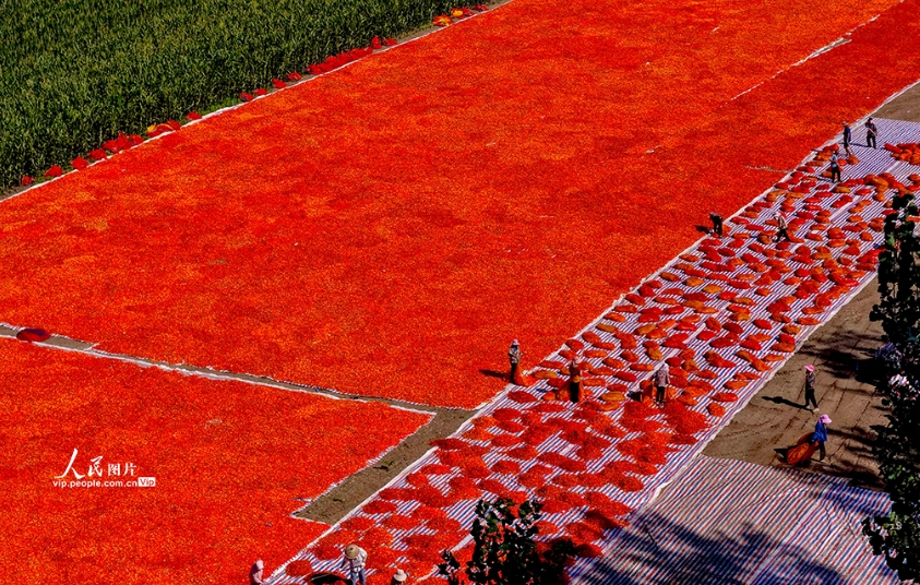 トウガラシの真っ赤な絨毯　安徽省亳州市
