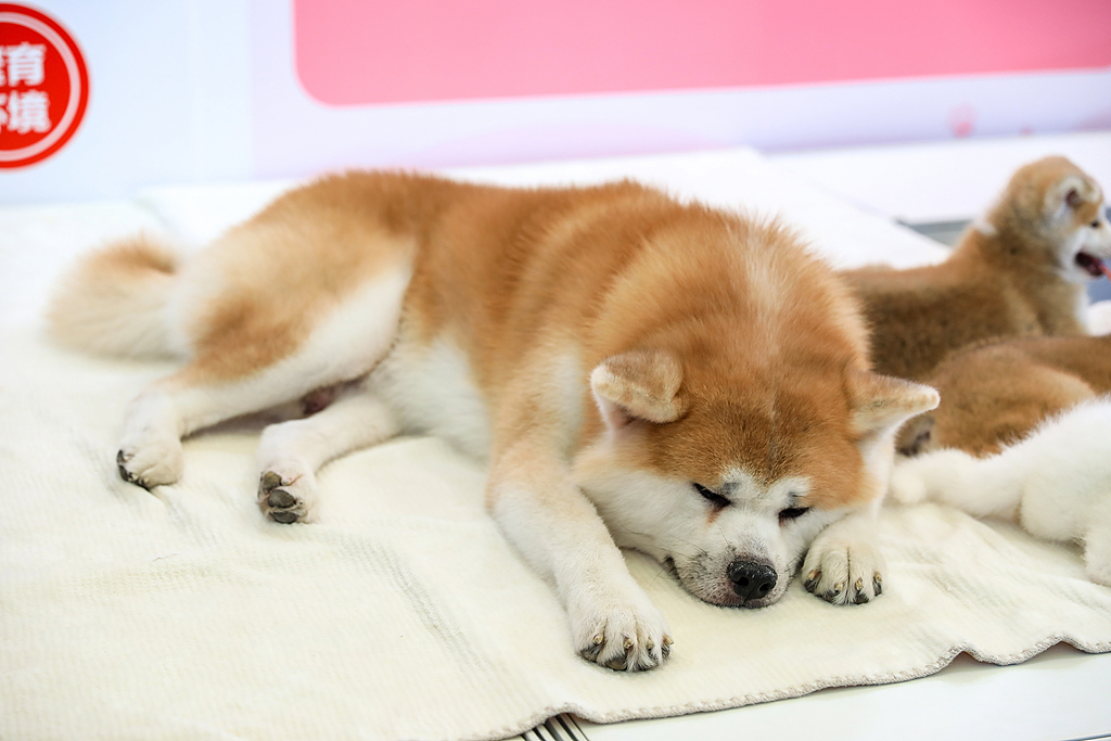 （寫真著作権はCFP視覚中國所有のため転載禁止）