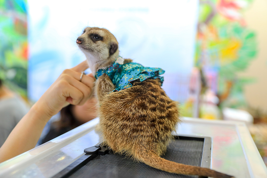 （寫真著作権はCFP視覚中國所有のため転載禁止）