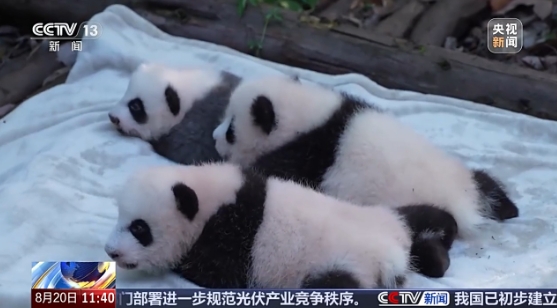 成都パンダ繁殖研究基地で今年生まれたパンダ3頭が初公開