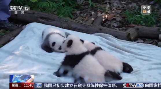 成都パンダ繁殖研究基地で今年生まれたパンダ3頭が初公開