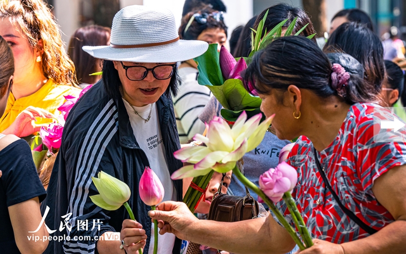 水郷?蘇州の「ハスの花マーケット」　江蘇省