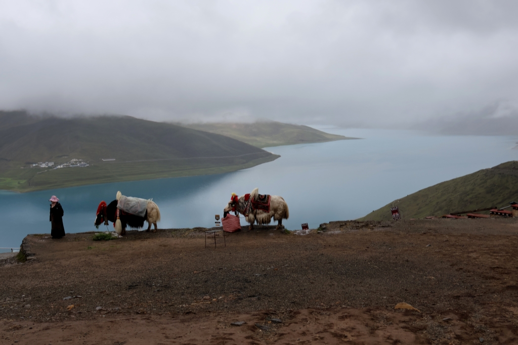 ヤムドゥク湖のヤク飼い