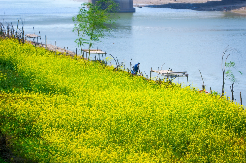 周口市　川沿いの風景ー春