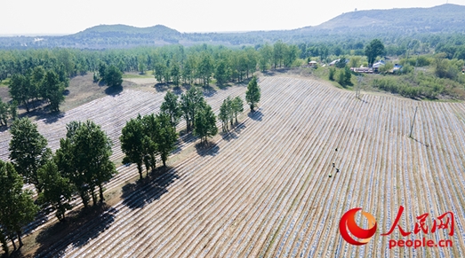 キヌヤナギ養(yǎng)蠶試験田（撮影?邱宇哲）。