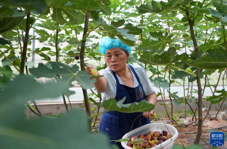 新泰市竜廷鎮(zhèn)で、イチジクを収穫する果物農(nóng)家（8月24日撮影?徐速絵）。