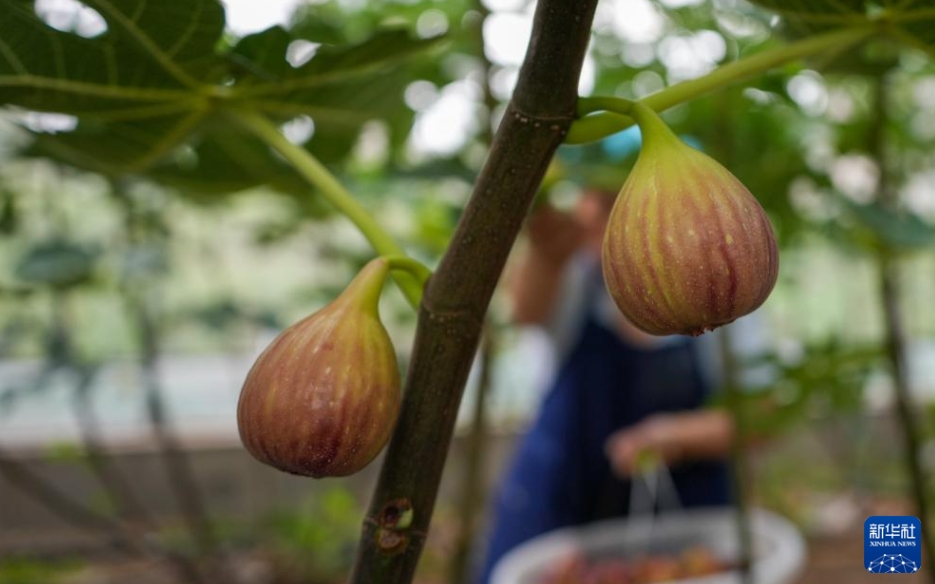 イチジクの収穫シーズン到來　山東省新泰