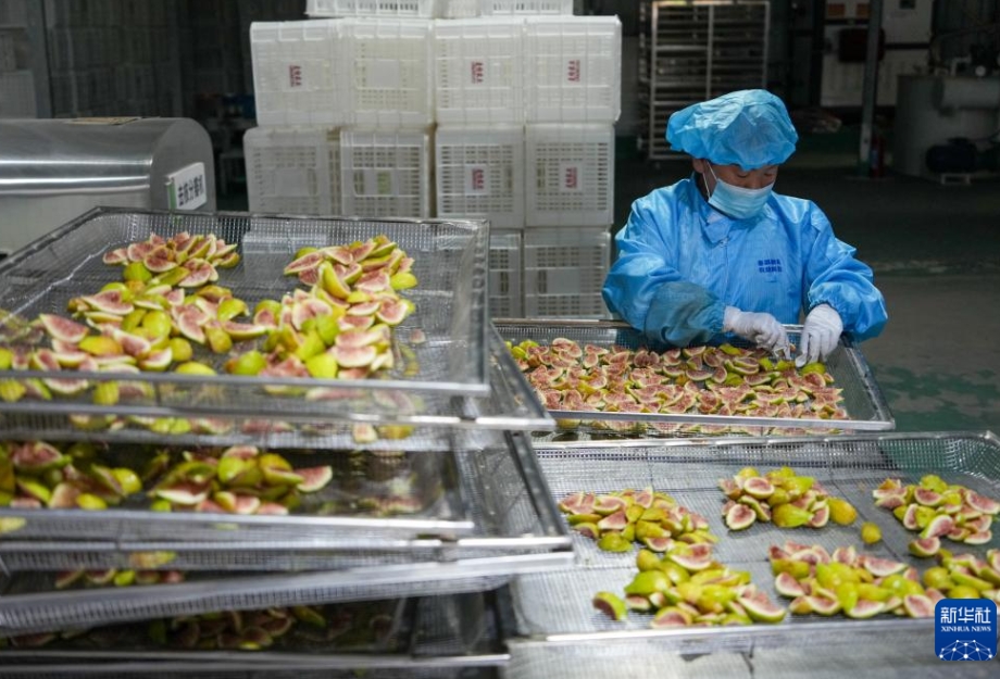 イチジクの収穫シーズン到來　山東省新泰