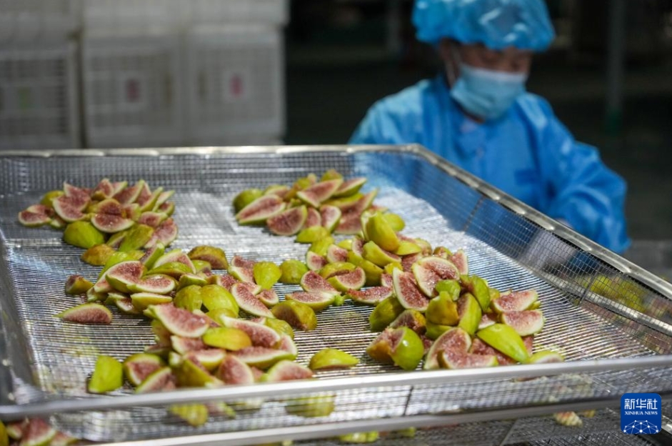 イチジクの収穫シーズン到來　山東省新泰