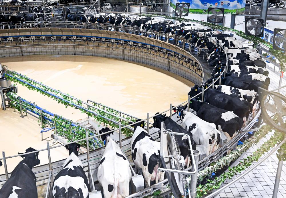 呼和浩特市伊利敕勒川エコ?スマート牧場にある搾乳工場（7月28日撮影?李志鵬）。