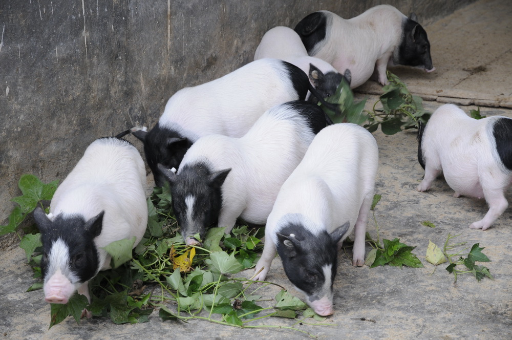 広西壯（チワン）族自治區(qū)河池市巴馬県の「巴馬香豚原産地保護拠點」で飼育されている巴馬香豚。撮影提供：新華社