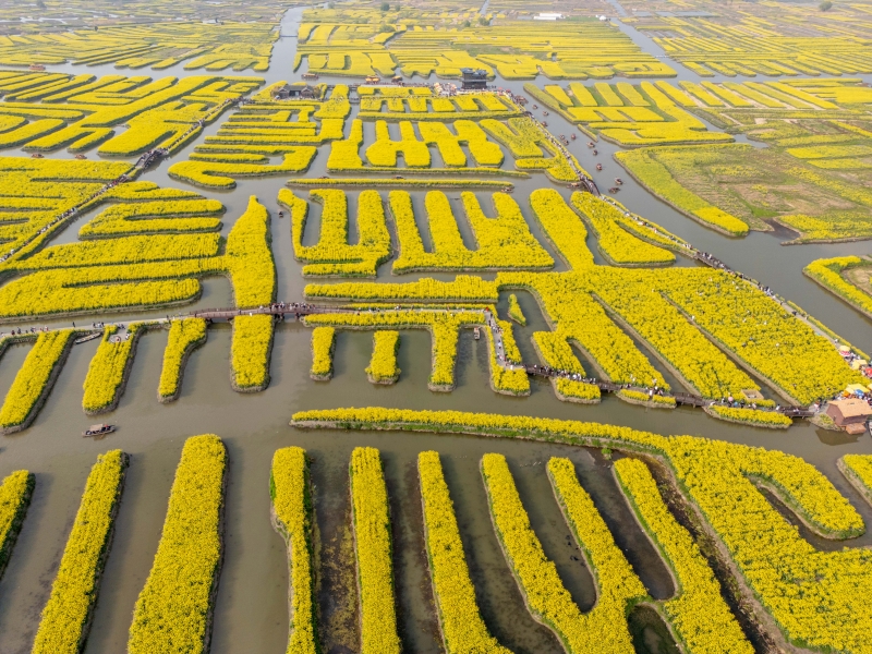 不思議な形狀の菜の花畑