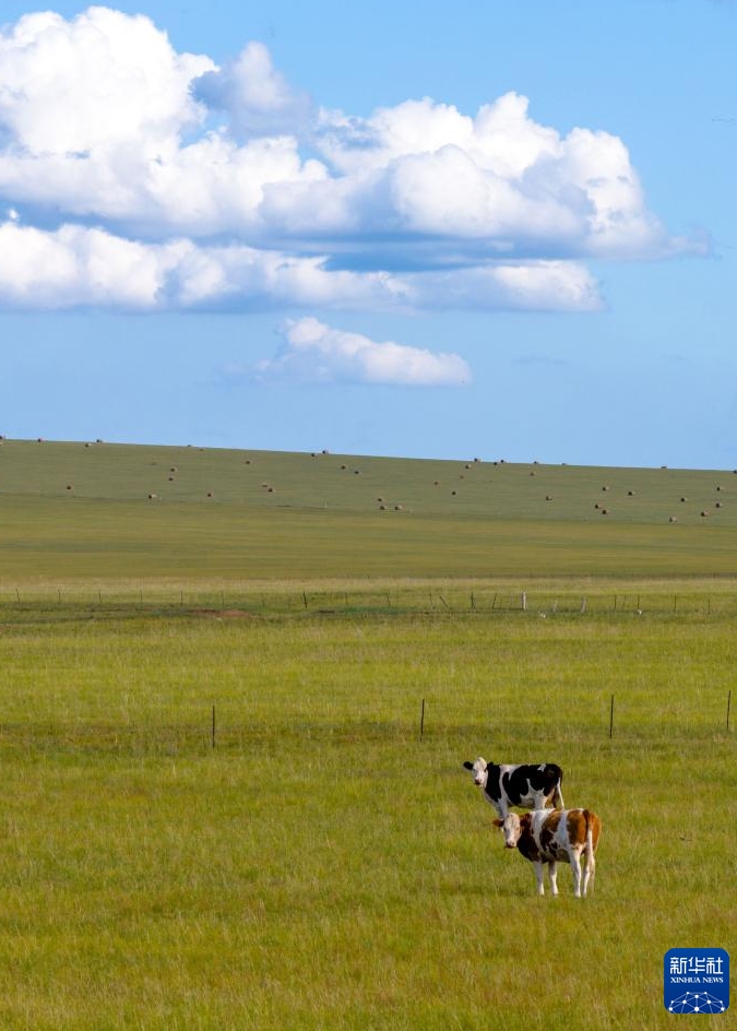 呼倫貝爾大草原に広がる美しい秋景色　內(nèi)蒙古