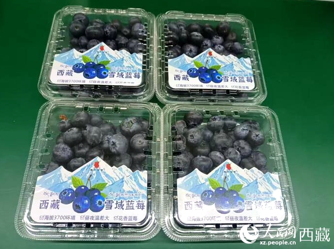西蔵高原で栽培されたブルーベリー（撮影?羅雨欣）。