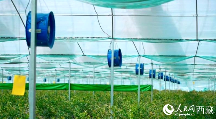 ブルーベリーが栽培されているスマートガラス溫室の様子（撮影?羅雨欣）。