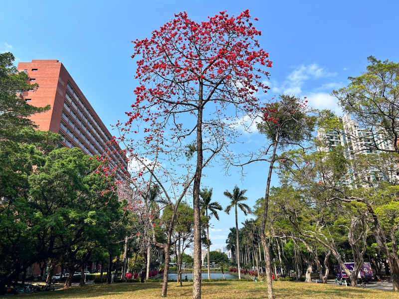 母校のキワタノキ