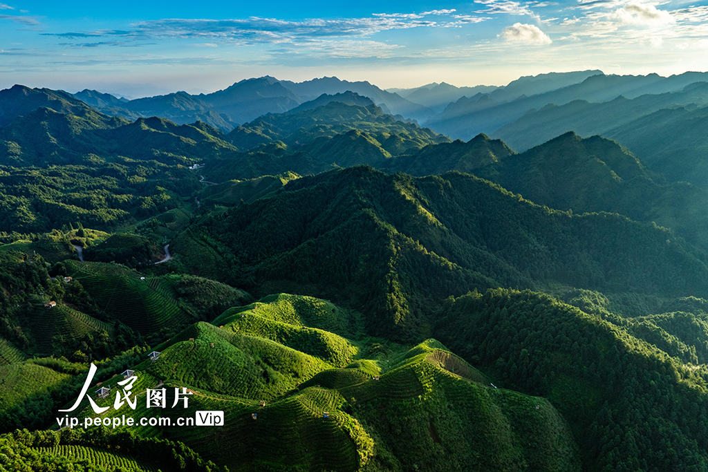 高山茶畑の美しい朝景色　 広西?金秀